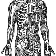 Костно мышечная система человека на «вульгарном» языке
