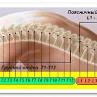 Позвоночник человека строение нумерация дисков