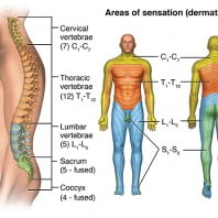 Виды травм и повреждений позвоночника